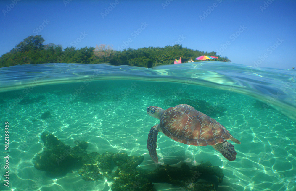 sea ​​turtle in the crystal clear waters of the caribbean sea