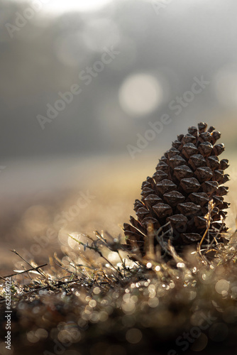 Autumn pine cone