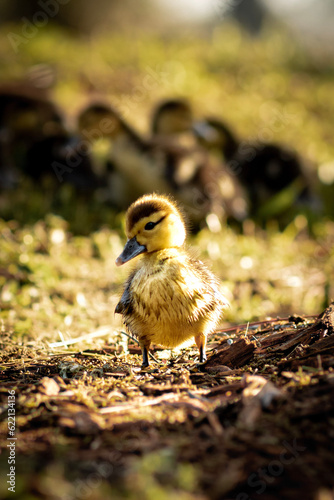 duckling