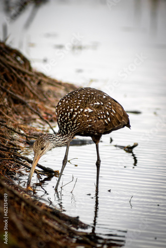 heron scavenging for food