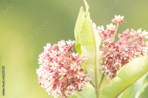 Native variety of tall stemmed milk weed plant, with large cluster of florets and a bunch of leaves at the top, this butterfly and pollinator attracting flower is a vital food source for them 