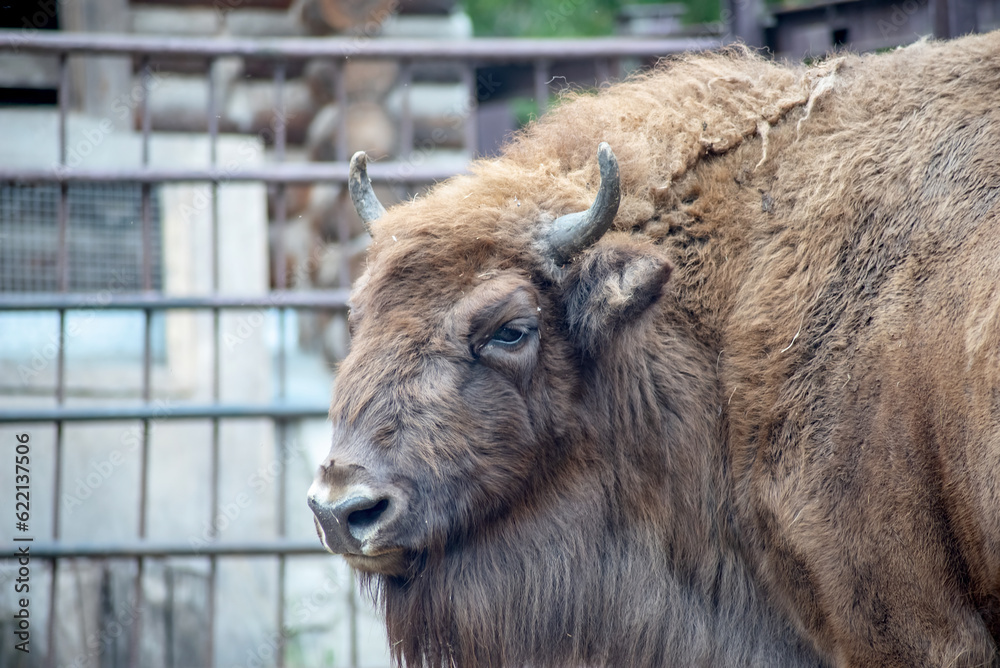 beautiful furry bison on a farm, selective focus, close-up