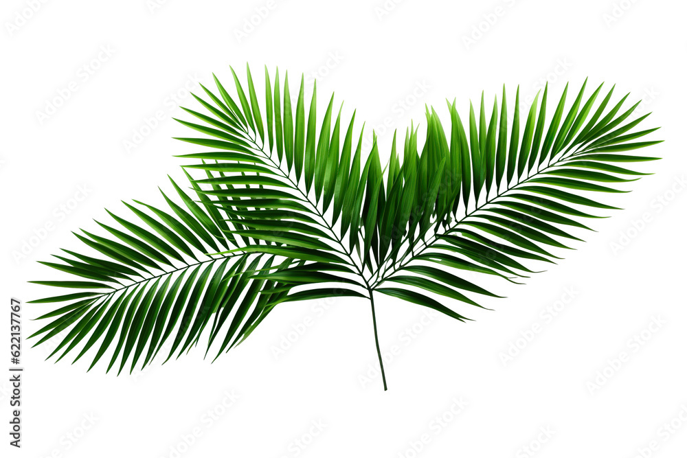 lush green curved palm leaves on isolated white background PNG lush green curved palm leaves on isolated white background PNG