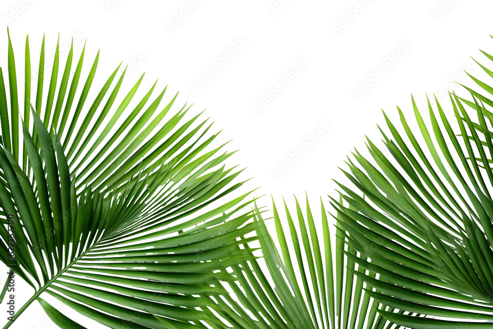 Obraz premium lush green curved palm leaves on isolated white background PNG