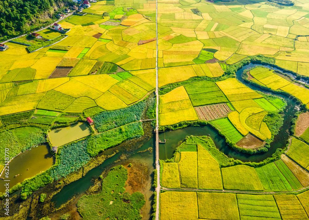 Ripen rice fields in Bac Son valley, Vietnam
