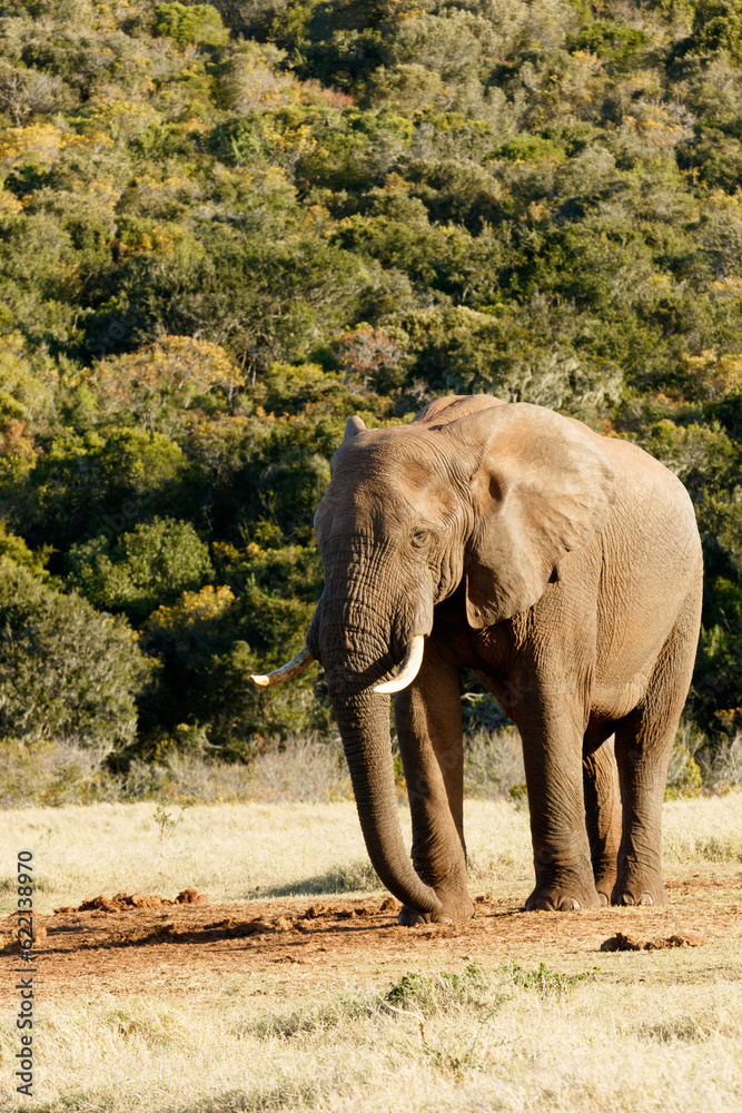 Fototapeta premium Strike a Pose - The African bush elephant is the larger of the two species of African elephant. Both it and the African forest elephant have in the past been classified as a single species.