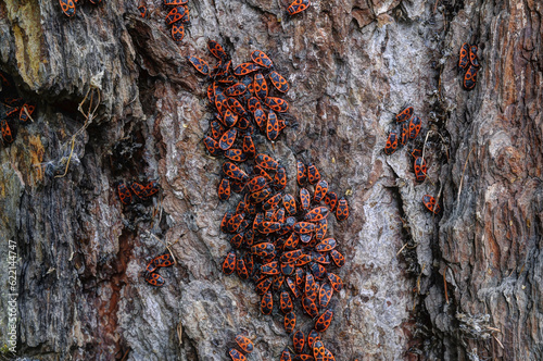Man-faced bugs on a old larch bark