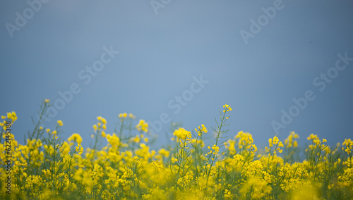 Rapeseed in the field. Flowering plants in spring. Farmland with blooming rapeseed plants.