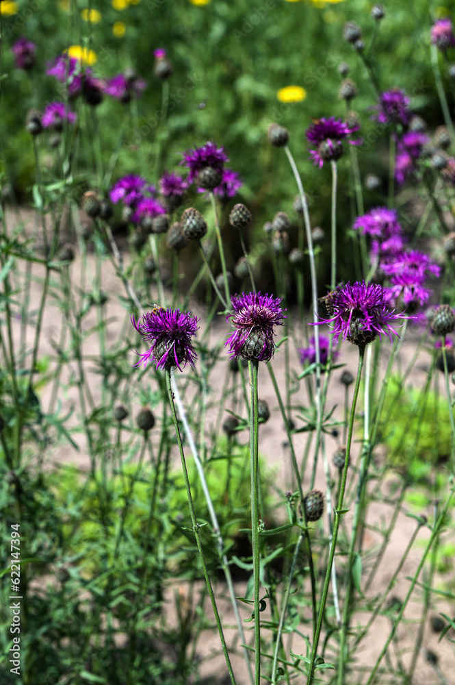 Purple flowers Cornflower (Centaurea jacea) in the summer meadow. Purple flowers Cornflower (Centaurea jacea) in the summer meadow.