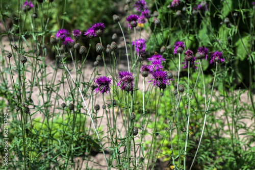 Purple flowers Cornflower (Centaurea jacea) in the summer meadow. © wiha3