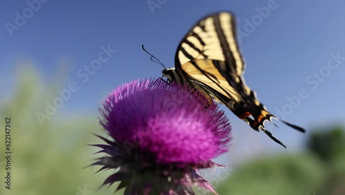 Close Up of Eastern Tiger Swallowtail Butterfly on Purple Thistle - Shallow DOF
