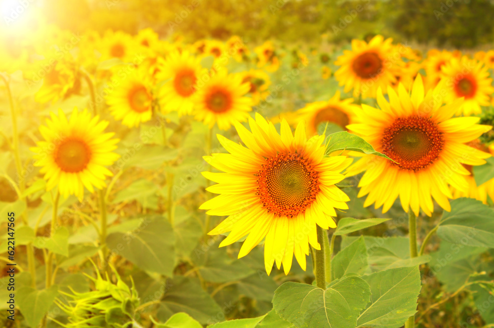Bright yellow sunflowers on blurred sunny background