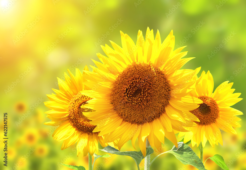 Bright yellow sunflowers on blurred sunny background Bright yellow sunflowers on blurred sunny background