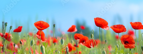 Flower meadow field background banner panorama - Beautiful flowers of poppies poppy Papaver rhoeas in nature, close-up. Natural spring summer landscape with red poppies and blue sky