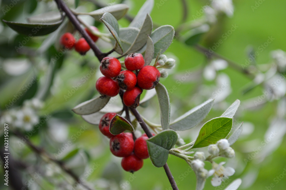 berries on a branch