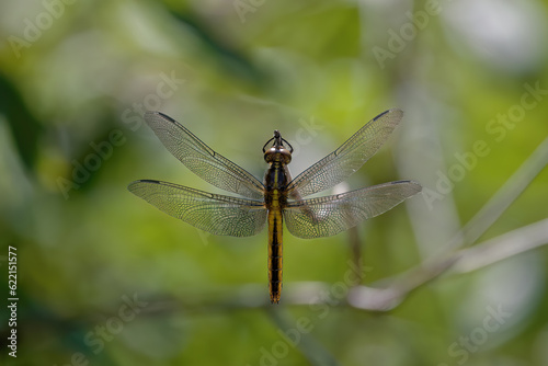 The broad-bodied chaser or broad-bodied darter (Libellula depressa) is one of the most common dragonflies.  © Denny