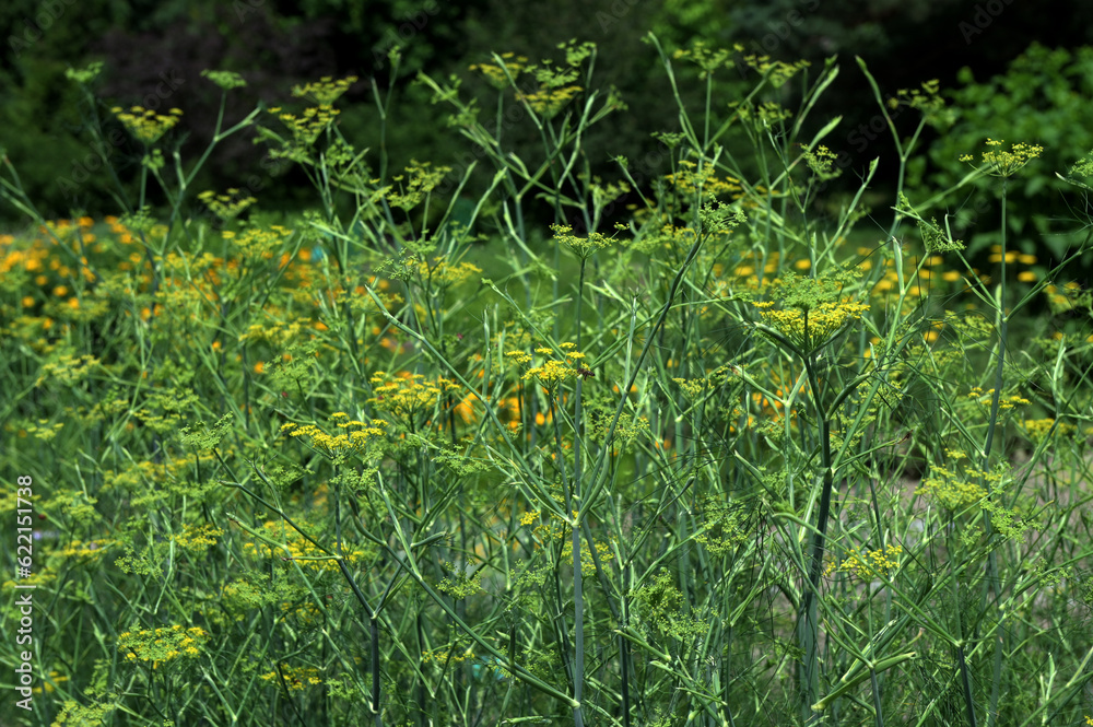 Close up of Fennel growing (Foeniculum vulgare)