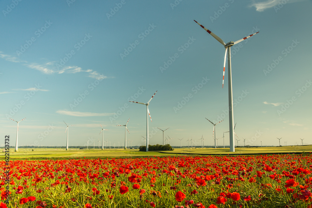 field of wild poppy flowers behind wind turbines farm