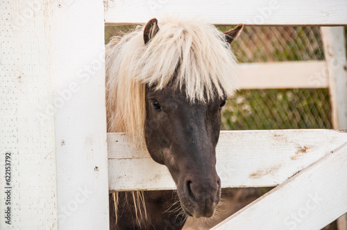 Miniature black and white horse poking its head through a white fence