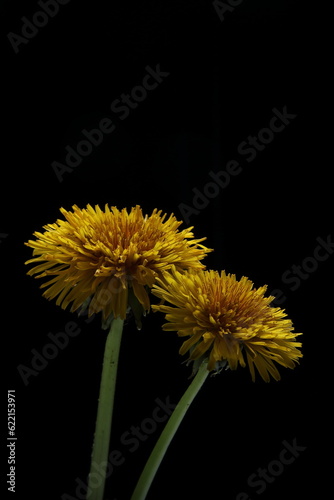 Two Dandelions on a black background shot in studio.