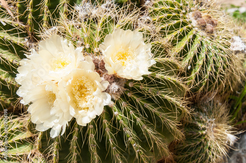 barrel cactus and white flowers