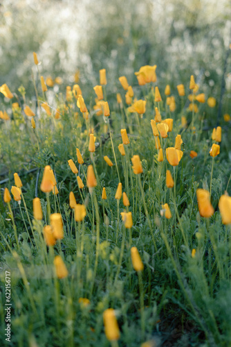 Desert Poppies in Abundance photo