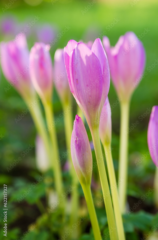 Pink blossoming crocuses in the garden, close up Pink blossoming crocuses in the garden, close up