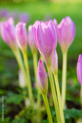 Pink blossoming crocuses in the garden, close up