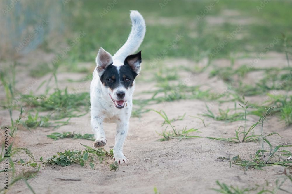 Jack Russell Terrier playing in the wheat field. Jack Russell Terrier playing in the wheat field.