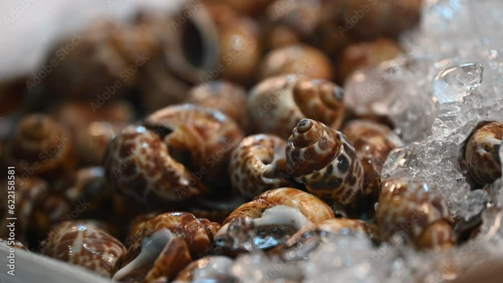 Seafood at the fresh market, Sweet Asean Tiger Clams (Sea Whelk). Fresh clams are frozen in ice trays for sale. Seafood at the fresh market, Sweet Asean Tiger Clams (Sea Whelk). Fresh clams are frozen in ice trays for sale.