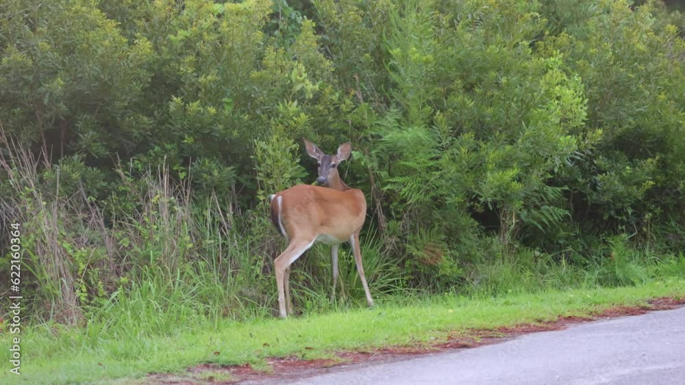 Whitetail deer on the edge of a road, walking slowly eating bushes Whitetail deer on the edge of a road, walking slowly eating bushes