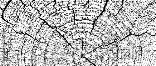 Distressed wood overlay textured. Cross section tree rings cut slice.  Black grainy texture on white background. Grunge design elements. Vector illustration, EPS 10.