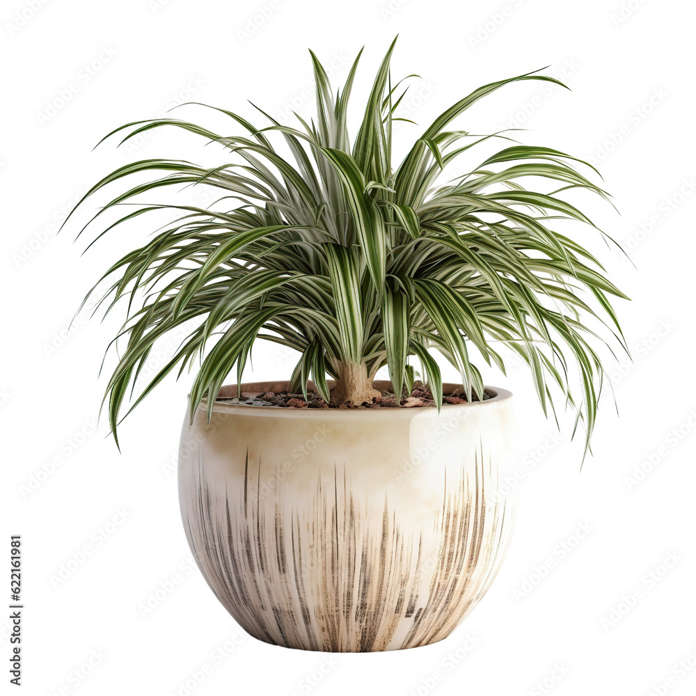 Obraz premium Dracaena pot, isolated on transparent background