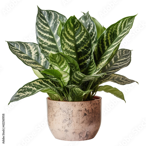 Dieffenbachia pot, isolated on transparent background. cutout