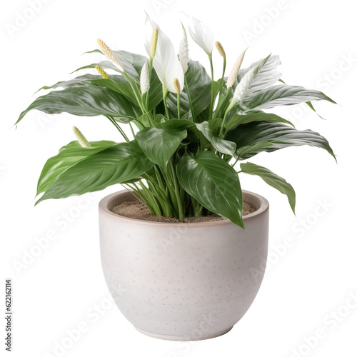 Peace lily pot, isolated on transparent background