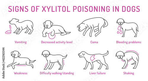 Signs of xylitol poisoning in dogs. Editable vector illustration