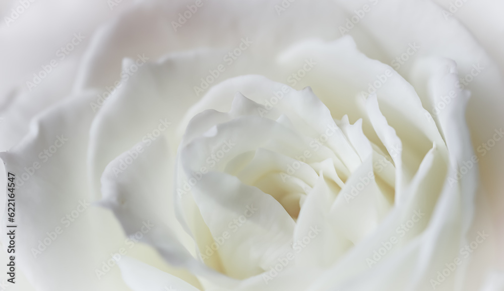 Abstract floral background, white rose flower petals Abstract floral background, white rose flower petals