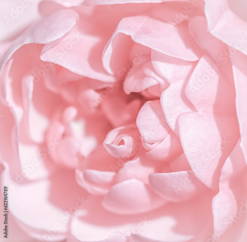 Pink rose flower. Macro flowers backdrop for holiday brand design