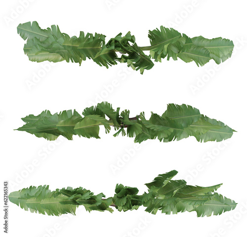Set of banana trees on top view isolated on transparent background, 3d render illustration.