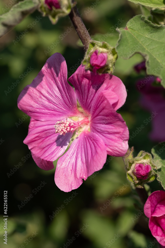 Mallow flowers close up. Malva sylvestris Mallow flowers close up. Malva sylvestris