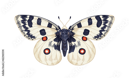 Parnassius Apollo, beautiful exotic butterfly species. Flying moth in realistic detailed style. Tropical insect. Retro hand-drawn vector illustration isolated on white background
