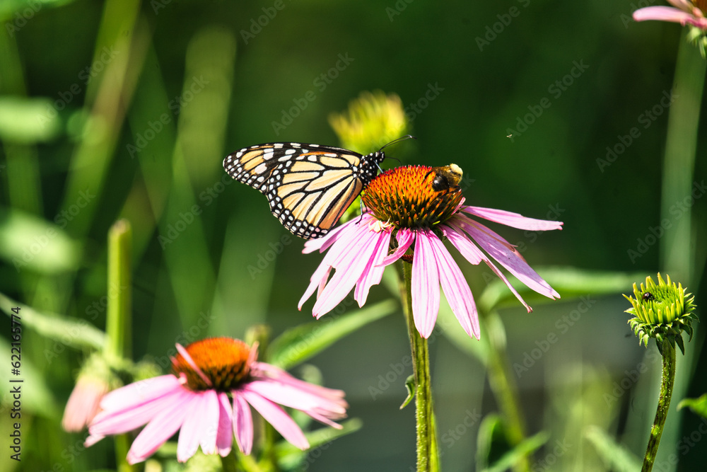 Monarch Butterfly Sits on a Mangus Coneflower With a Carpenter Bee Closeup Macro Monarch Butterfly Sits on a Mangus Coneflower With a Carpenter Bee Closeup Macro