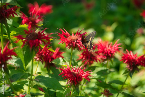 Black Swallowtail Butterfly Sits on Beebalm Flower Closeup Macro