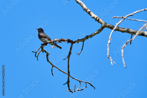 Black Phoebe in tree
