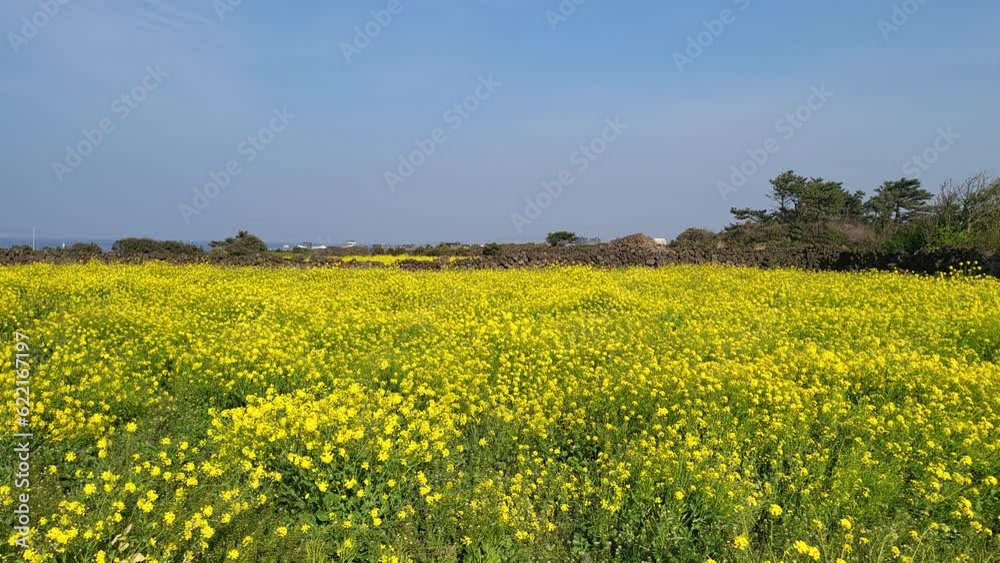 rapeseed field in spring rapeseed field in spring