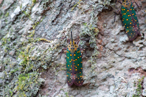 Close up of Pyrops karenia lantern bug or planthopper clinging on the tree trunk in nature photo