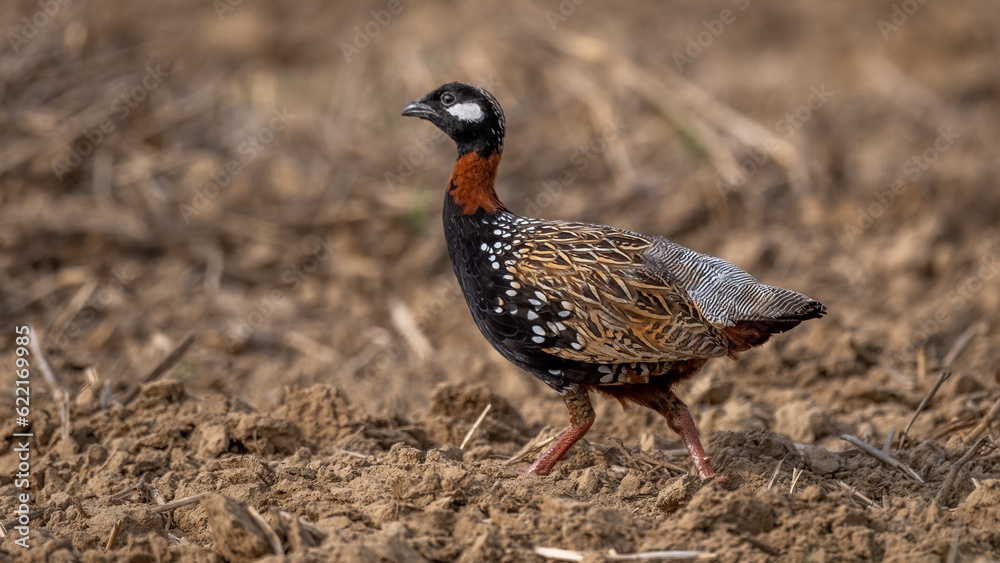 Black Francolin