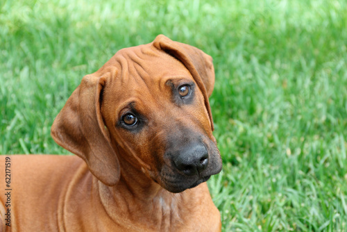 Adorable purebred Rhodesian Ridgeback puppy attentively listening to commands  close-up with background of grass lawn.