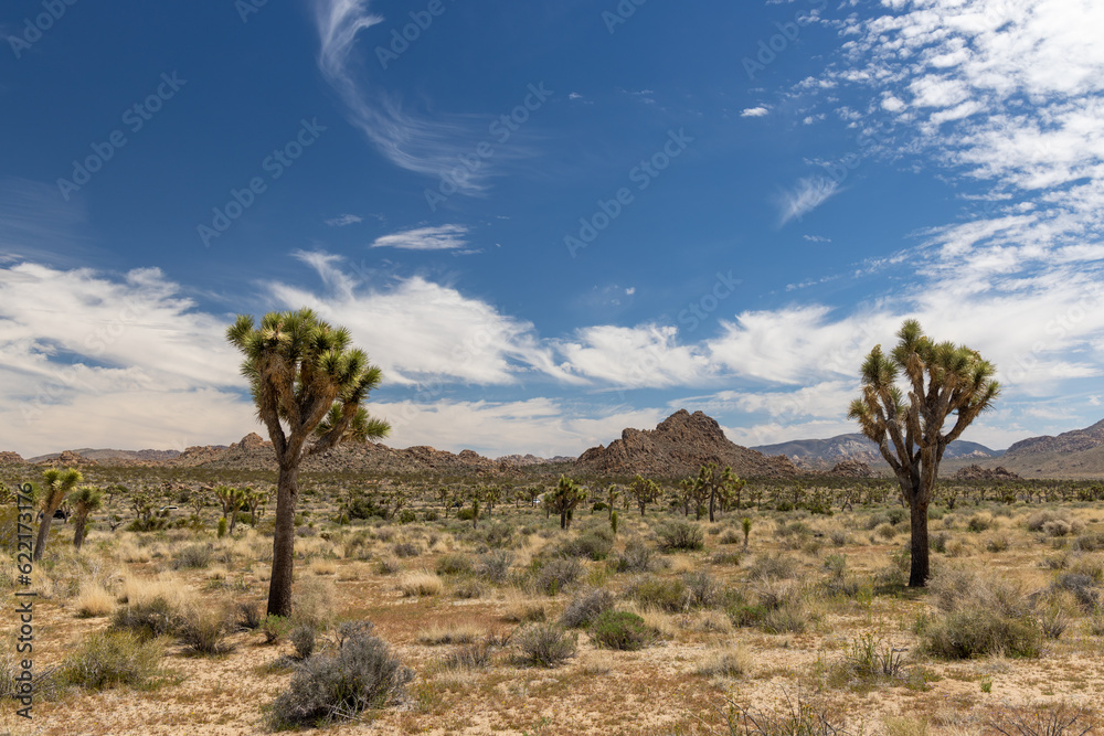 Joshua Tree National Park