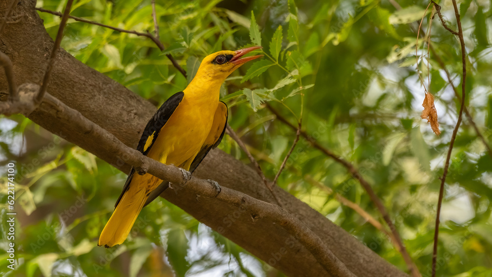 Majestic looking yellow colour bird perched on tree with green background Majestic looking yellow colour bird perched on tree with green background
